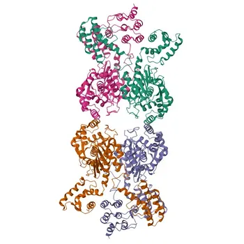 Anticorpo Policlonale Anti-GLS2 per WB, ELISA - Q9UI32
