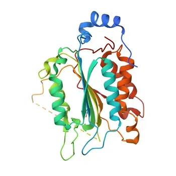 Anti-Caspase-4 Rabbit pAb for WB, IHC-P, ELISA - P49662