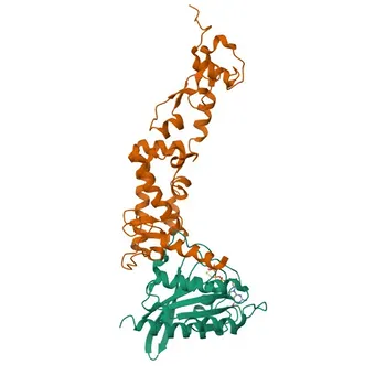 Anti-Rubicon Rabbit Polyclonal Antibody for WB and ELISA - Q92622