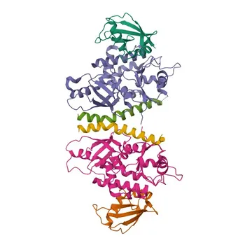 Anti-ATG12 Rabbit Monoclonal Antibody for WB, ELISA - O94817