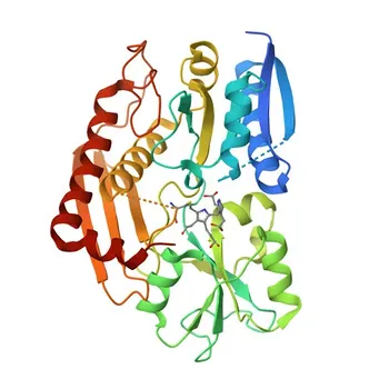 Anti-HMBS Polyclonal Antibody for WB, ELISA - P08397