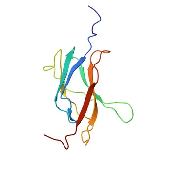 NFATC4 Rabbit pAb for WB and ELISA - Q14934