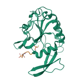 Anti-REST/NRSF Rabbit Polyclonal Antibody for IF/ICC, ELISA - Q13127