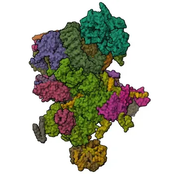 PPIL4 Rabbit Polyclonal Antibody for WB, IF/ICC, ELISA - Q8WUA2