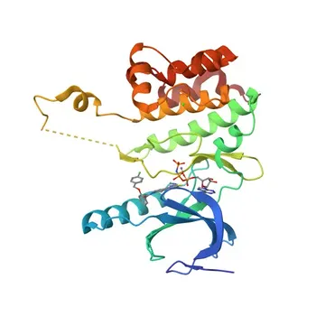 Anti-WNK1 Polyclonal Antibody for WB, IF/ICC, ELISA - Q9H4A3