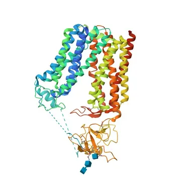 Anti-SLCO1B1 Polyclonal Antibody for WB, ELISA - Q9Y6L6