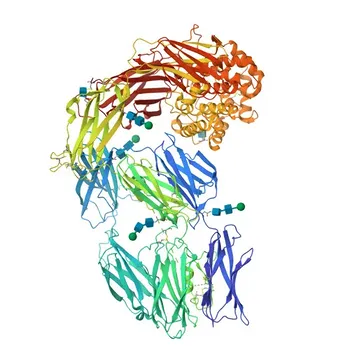 Anticorpo policlonale anti-A2ML1 da coniglio per WB, ELISA - A8K2U0