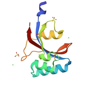 Anticorpo monoclonal de coelho PIN4 para WB e ELISA - Q9Y237