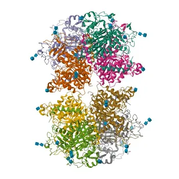Anti-Alkaline Phosphatase (ALPL) Rabbit Monoclonal Antibody for WB, IHC-P, ELISA - P05186