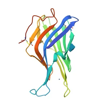 Anticorpo policlonale di coniglio Anti-LAMP3 per WB, IHC-P, ELISA - Q9UQV4