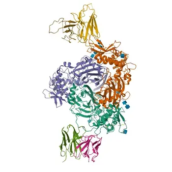 Anti-SCNN1G Polyclonal Antibody for WB, IHC-P, ELISA - P51170