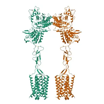 Anti-GRM5 Rabbit Polyclonal Antibody for WB, IF-P, ELISA - P41594