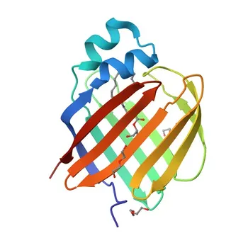 RBP2 Rabbit pAb - P50120