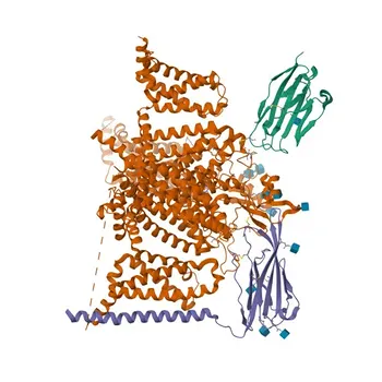 SCN2B Rabbit pAb for WB, ELISA - O60939