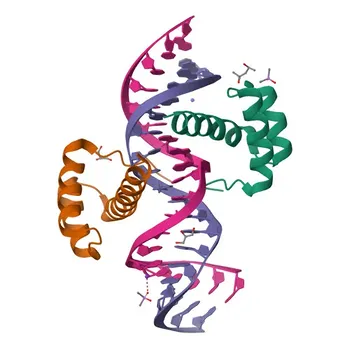 Anti-CRX Rabbit Polyclonal Antibody for WB, IF-P, ELISA - O43186