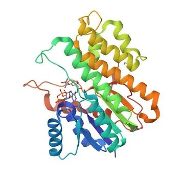 Anticorpo policlonale di coniglio CBR3 (SDR21C2) per WB, ELISA - O75828