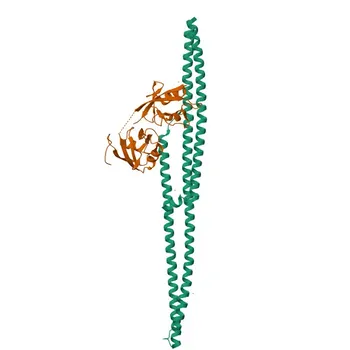 Anti-INADL Rabbit Polyclonal Antibody for WB, ELISA - Q8NI35