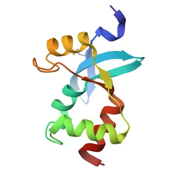 Anti-DACH1 Polyclonal Antibody for WB, ELISA - Q9UI36