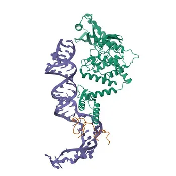 LIN28A Rabbit mAb - Q9H9Z2