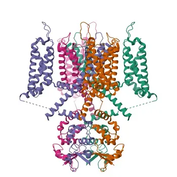 Anticorpo policlonale anti-KCND3 di coniglio per WB, IHC-P, ELISA - Q9UK17