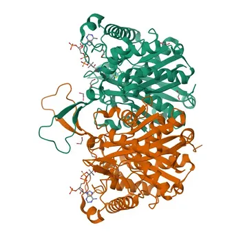 Anti-ACAA2 Rabbit Monoclonal Antibody for WB, IF/ICC, ELISA - P42765