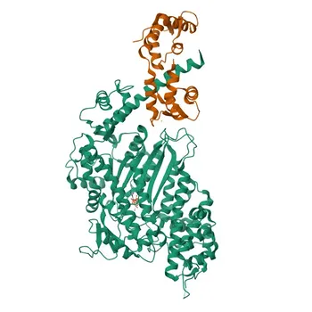 Anti-MYO1C Polyclonal Antibody for WB, IHC-P, IP, ELISA - O00159