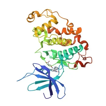 Anti-CDK16 Polyclonal Antibody for IF/ICC, ELISA - Q00536