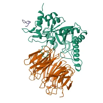 Anti-CLNS1A Rabbit Polyclonal Antibody for WB, ELISA - P54105