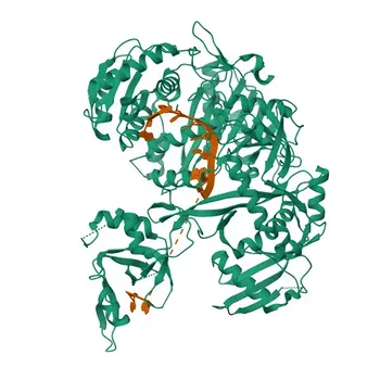 Anticorpo Policlonale Anti-AGO1 per WB, ELISA - Q9UL18