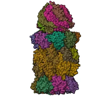 Anti-PSME2 Rabbit Polyclonal Antibody for WB, ELISA - Q9UL46