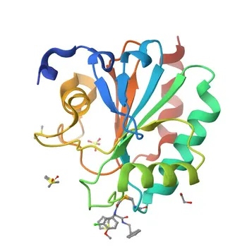 Anti-GPX4 Monoclonal Antibody for WB - P36969