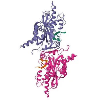 Anti-PARN Rabbit Polyclonal Antibody for WB, IF/ICC, ELISA - O95453