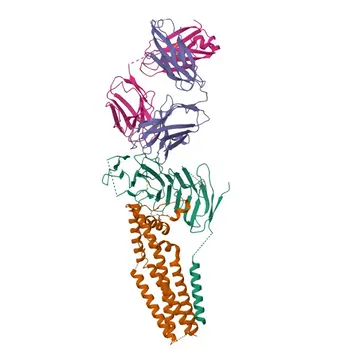 Anti-CD19 Polyclonal Antibody for WB, IF/ICC, ELISA - P15391