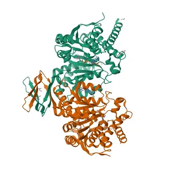 Anti-IDH2 Polyclonal Antibody for WB, IHC-P, IF/ICC, IP, ELISA, ChIP - P48735