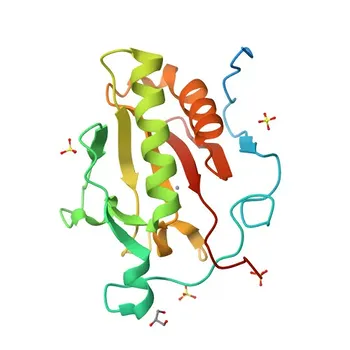 Anti-IHH Rabbit Polyclonal Antibody for WB and ELISA - Q14623