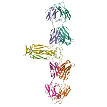 Кроличье моноклональное антитело против IL17A для IHC-P и ELISA - Q16552