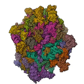 MRPL1 Rabbit pAb - Q9BYD6