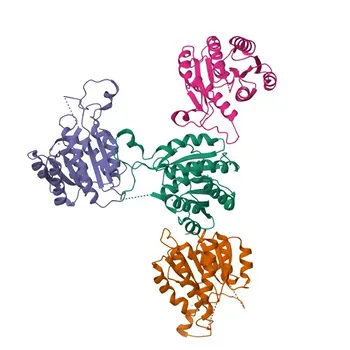 ERAB/HSD17B10 Rabbit Monoclonal Antibody for WB, ELISA - Q99714