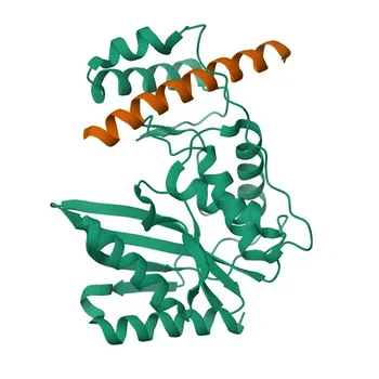 Anti-VASH1 Polyclonal Antibody for WB, ELISA - Q7L8A9