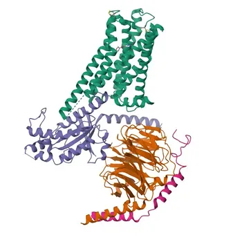 Anti-CHRM5 Polyclonal Antibody for WB and ELISA - P08912