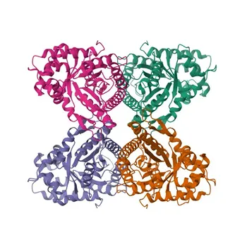 Anti-ALDOB Rabbit Polyclonal Antibody for WB, IF/ICC, ELISA - P05062