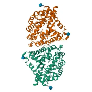 Anti-DPEP1 Rabbit Polyclonal Antibody for WB, ELISA - P16444