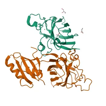 Anticorpo Policloal de Coelho Anti-CCS para WB e ELISA - O14618