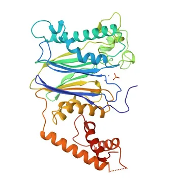 Anti-PPM1A Monoclonal Antibody for WB, ELISA - P35813