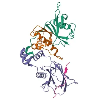 TCEB2 Rabbit pAb - Q15370