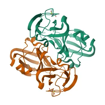 Anti-CRYBB1 Rabbit Polyclonal Antibody for WB, ELISA - P53674