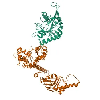 Anti-PIKFYVE Rabbit Polyclonal Antibody for WB, ELISA - Q9Y2I7