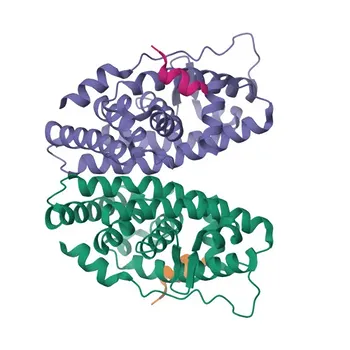 Anti-NRIP1 Polyclonal Antibody for WB, ELISA - P48552