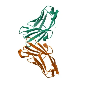 CEACAM7 Rabbit Polyclonal Antibody for WB and ELISA - Q14002