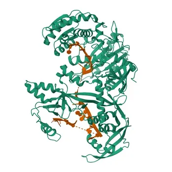 Anti-PIWIL2 Rabbit Polyclonal Antibody for WB and ELISA - Q8TC59